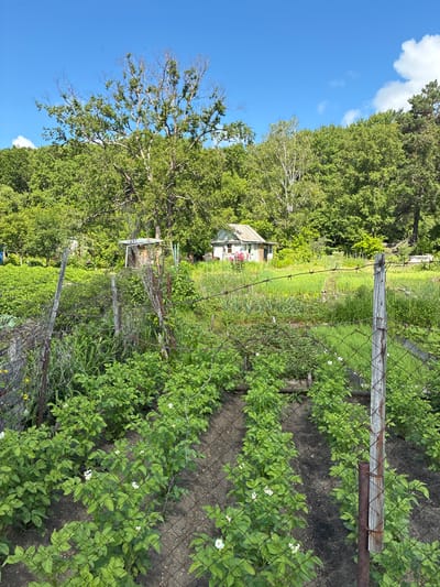The image depicts a garden in Gornye Kljuchi, Russia, bathed in bright daylight under a clear blue sky with scattered white clouds. The foreground is dominated by rows of potato plants with green leaves and white flowers, enclosed by a rusty wire mesh fence supported by weathered wooden and metal posts. Beyond the fence, the garden extends into a lush green landscape with more vegetation, including what appears to be other crops and possibly berry bushes. In the middle ground, a small, dilapidated wooden structure with a grey roof sits amidst the greenery. Further in the background, dense trees form a natural border, with a larger, older tree with bare branches prominent on the left side of the frame. The overall scene conveys a sense of rural tranquility and the flourishing of a well-tended garden.