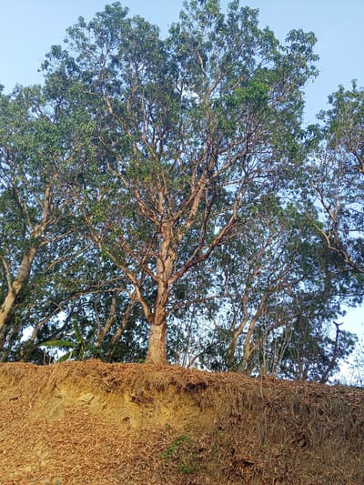 A ground-level, medium-shot photograph captures several mature trees growing on a bluff or bank, possibly in or near the city of Los Leoncitos, Venezuela, though location cannot be definitively confirmed from the image itself. The trees are lush with green leaves, creating a dense canopy against a light blue sky. The central tree is prominent, with a thick, textured trunk. The bank is composed of light brown soil, with many dried leaves covering its surface and hanging down the side.