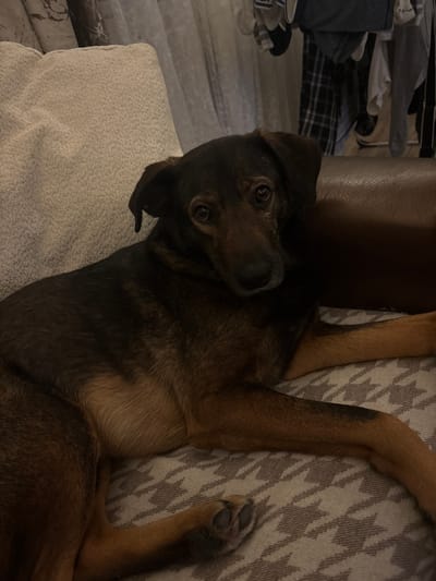 A medium-sized brown and black dog is lying on its back on a surface with a light gray and white patterned throw. The dog's head is tilted to the side, and it is looking directly at the camera. The dog's front paws are extended upwards. Part of a brown leather object is visible to the left of the dog's head. To the left of that, there is a cluttered area with folded clothing. The location is indoors and the image is taken from above. The city of Charnali, Georgia is not determinable from the provided information.
