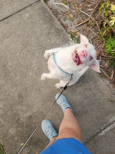 A white dog with a pink nose and light-colored eyes is looking up at the camera while on a leash. The dog is wearing a blue harness. The person holding the leash is wearing blue sneakers and a blue skirt. They are standing on a concrete sidewalk next to a patch of dirt and vegetation. The scene appears to be outdoors. The location is Altamonte Springs, United States of America.
