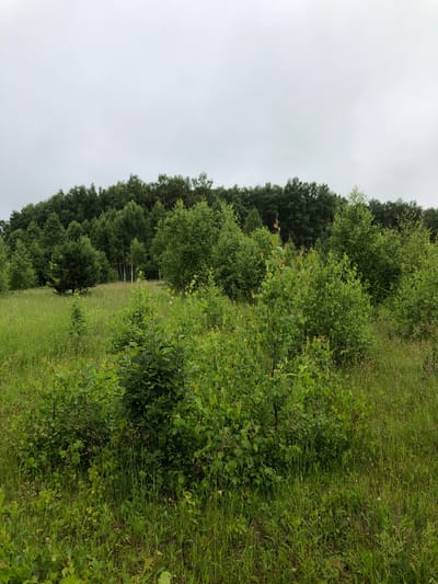 A frontal, medium-shot, eye-level photograph depicts a natural landscape on an overcast day. The foreground consists of a field of tall green grass with scattered wildflowers and small bushes. In the midground, a dense cluster of green bushes and saplings is visible. Beyond this, a meadow stretches out, dotted with trees of varying sizes. The background is dominated by a thick, dark green forest that forms a rolling line against the pale, cloudy sky. The overall impression is one of a wild, undeveloped natural area. This scene is located in Zhukovo, Russia.