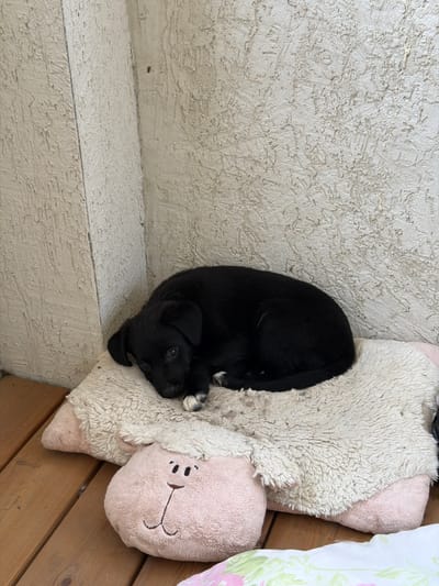 A black puppy sleeps curled on a fluffy, cream-colored pillow with pink accents, which is placed on a wooden deck. The pillow has a plush texture and is slightly soiled. To the right of this pillow, another pink pillow with a sheep face embroidered on it is visible. The background consists of a rough, textured, light-colored wall. The scene appears to be outdoors, possibly on a patio or balcony. The location is not specified in the image.