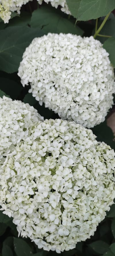 The image displays a close-up view of two large, white hydrangea flower clusters set against a backdrop of dark green leaves. The flowers are composed of numerous small, delicate petals, creating a dense, spherical shape for each cluster. The lighting suggests it is daytime, possibly overcast, as there are no harsh shadows. The focus is on the intricate details of the flowers, with some areas appearing slightly out of focus, particularly the upper cluster. The scene is natural, likely a garden or park setting, given the presence of foliage. No people, text, or specific events are visible. The setting is indicated as Supsekh, Russia.