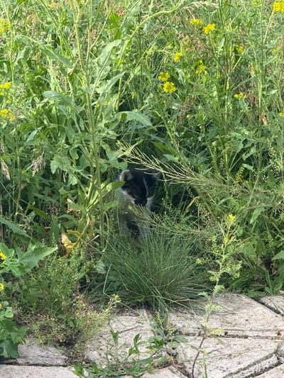 The image captures a close-up view of a black and white cat nestled within dense, green foliage. The cat's head and a portion of its body are visible, peeking out from the thick grass and weeds. Its eyes are open, and its gaze is directed towards the viewer or the camera. The surrounding vegetation is lush and varied, with some yellow wildflowers adding pops of color to the scene. The leaves are broad and green, with some stalks appearing hairy and rough. In the upper right corner of the frame, a light-colored, textured surface, possibly concrete or stone, is visible, suggesting an outdoor setting where a path or structure might be. The overall impression is one of a natural, overgrown environment, possibly a garden or a wild area. The lighting suggests it is daytime, with diffused sunlight filtering through the leaves, creating a slightly shaded environment. No text is visible in the image. The setting appears to be Tuishevo, Russia, given the location context.