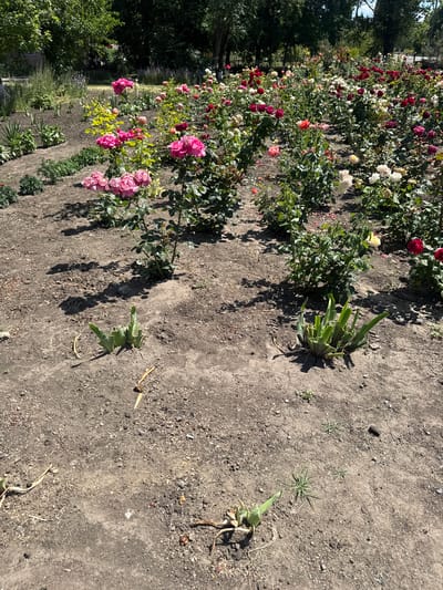 The image depicts a rose garden in Ivanivka, Ukraine, on a sunny day. The garden features rows of rose bushes with a variety of blooms in shades of pink, red, and white. The ground is primarily dry soil with some patches of dry grass and fallen leaves. In the foreground, several young green plants with long, sword-like leaves are emerging from the soil, some appearing to be irises or similar bulbous plants. The background shows a dense line of trees, suggesting the garden is situated within or adjacent to a wooded area. The overall impression is a well-maintained public garden during the daytime.
