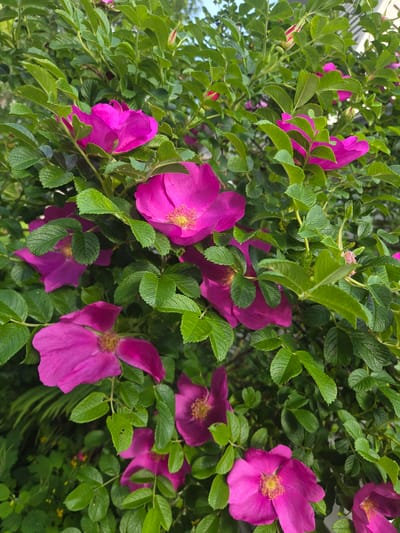 The image depicts a cluster of vibrant magenta wild roses blooming amidst lush green foliage. The roses, with their delicate petals and yellow stamens, are the focal point, creating a cheerful and natural scene. The surrounding leaves are a rich, deep green, providing a dense backdrop that highlights the brilliance of the flowers. The lighting suggests it is daytime, with soft light illuminating the blossoms. This image likely captures a moment in nature, possibly a garden or a wild area within Mazie Garanči, Latvia, where these wild roses are in full bloom, indicative of the summer season.