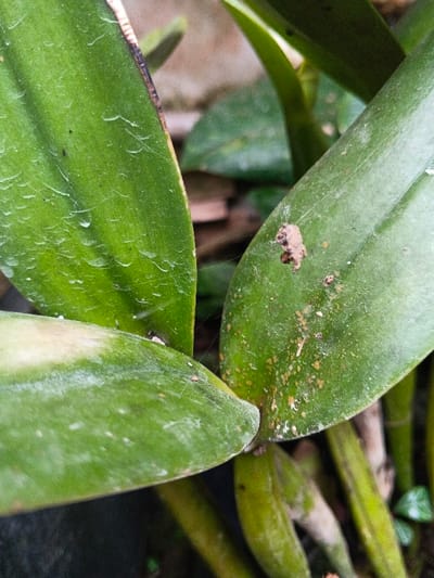 Close-up of green orchid leaves. The leaves show various imperfections, including water spots, discoloration, and a small amount of webbing. One leaf has a dark brown spot, while others have a lighter speckled appearance. The base of the leaves connects to green stems, with glimpses of soil and other foliage visible in the background. The image captures the natural texture and imperfections of the plant life.