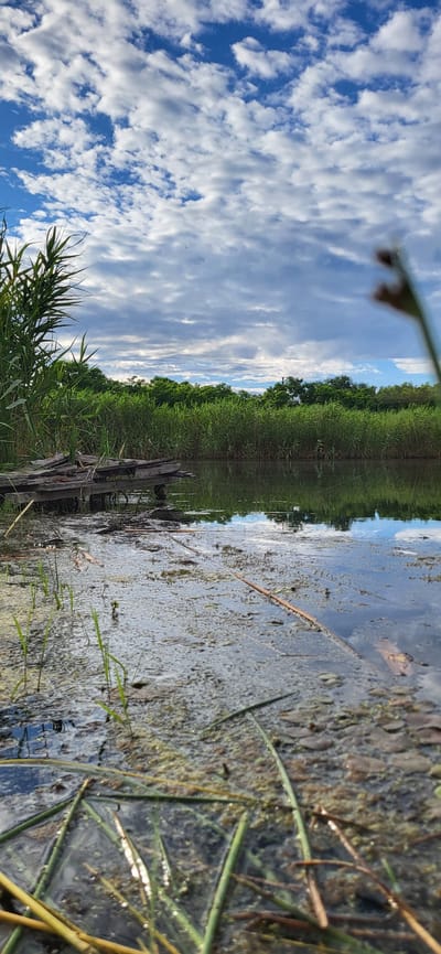 This is a vertical, wide-angle, eye-level, full shot of a tranquil natural scene, likely in a rural area of Ukraine, possibly Hetmanivka. The image is dominated by water and greenery, with a reflective sky overhead.
The scene depicts the edge of a body of water, possibly a river or a pond, with lush green reeds and tall grass growing densely along the bank. The water itself is murky and appears to contain debris such as fallen leaves and twigs, with some areas of algae visible. The surface of the water reflects the sky, which is a bright blue with scattered, fluffy white clouds. The reflection creates a mirror image of the sky, adding depth to the scene.
In the foreground, on the right side of the frame, more blades of grass and reeds are visible, some emerging from the water. On the left side, a pile of weathered wooden planks lies partially submerged, suggesting the remnants of a dock or some man-made structure that has fallen into disrepair.
The overall impression is one of natural beauty and peacefulness. The time of day appears to be late morning or early afternoon, given the brightness of the sky and the quality of the light. The weather seems fair and pleasant, with a clear sky and likely mild temperatures. There is no discernible human activity or text present in the image. The scene evokes a sense of quietude and immersion in nature.