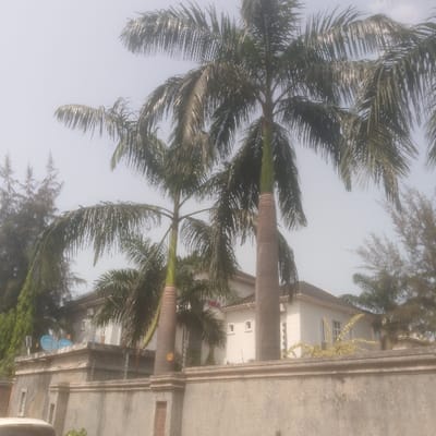 The scene, located in Abakaliki, Nigeria, depicts an outdoor view of a property primarily obscured by a grey concrete perimeter wall and dense vegetation. A textured grey concrete wall, approximately 1.5 meters high with a flat coping, traverses the lower third of the frame. Behind this wall, several tall palm trees with full green fronds and light brown trunks rise prominently, with at least three major specimens visible. Beyond the foliage and wall, a multi-story building with white exterior walls and a dark, sloped roof is partially observable. Two blue satellite dishes are affixed to a flat roof section of the building, positioned above the perimeter wall. Rectangular windows are discernable on the building's facade. Additional dense green trees and foliage are present in the background, flanking the main building structure. The sky is uniformly light grey-blue, suggesting bright, possibly hazy, atmospheric conditions. A small, light-colored vehicle is partially visible in the bottom-left corner. No individuals or specific activities are depicted.