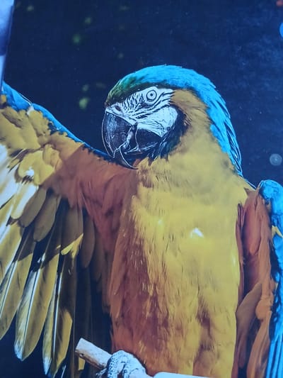 A vibrant blue and yellow macaw is the central subject of this close-up, angled photograph. The bird is shown with its head tilted slightly to the left, its large, dark eye wide open, and its powerful beak slightly ajar. Its face features distinctive white featherless skin intricately patterned with fine black lines around the eye and across its cheeks. The top of its head and neck are covered in bright blue feathers, which transition into a rich golden yellow across its chest and abdomen. Its wing feathers are a striking combination of blue on the upper parts and edges, with the underside revealing more yellow and some darker, possibly brownish or olive, secondary feathers.
The macaw appears to be perched, with part of a light-colored wooden perch or branch visible on the right side of the frame, held by the bird's foot. The background is uniformly dark, a deep, muted blue-black, with a few subtle, out-of-focus light blurs, creating a bokeh effect. This dark background serves to highlight the vivid colors and intricate details of the bird's plumage. The lighting appears to be focused on the bird, contributing to the dramatic and striking presentation. There is no discernible text in the image. The image was captured in Dupnitsa, Bulgaria.