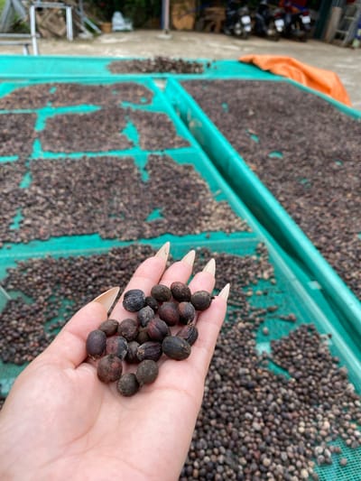 In Thôn 3, Vietnam, an overhead shot captures a close-up of a person's hand holding a small pile of dark, round coffee beans. The beans are a mix of brown and black, some appearing wrinkled, suggesting they are dried. The hand, with long, pale, almond-shaped nails, is positioned in the foreground, with the coffee beans filling the palm and spilling slightly over the fingers. Behind the hand, a large, green mesh drying rack is visible, filled with countless more coffee beans spread out in neat rows. The beans on the rack are mostly dark brown and black, with some lighter brown ones interspersed. To the left of the drying rack, an orange piece of fabric is draped, partially obscuring a blurred background that hints at an outdoor setting with some industrial or agricultural elements. The scene appears to be set during daylight, with natural lighting. The activity depicted is the drying of coffee beans, a crucial step in their processing. The image focuses on the coffee beans themselves, emphasizing their texture and quantity, and the personal interaction with them through the hand holding a sample.