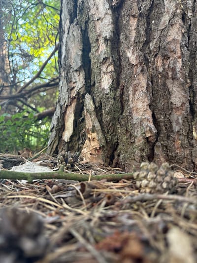 The image captures a low-angle, close-up view of the base of a large tree trunk in Żurawiniec, Poland. The bark is rough and textured, with shades of brown and gray, showing vertical fissures and patches of moss. In the foreground, the ground is covered with fallen pine needles, small twigs, and other forest debris. A few small, grey, cone-like objects are scattered on the ground. In the background, out of focus, are green foliage and the dappled sunlight filtering through tree branches, suggesting a forest environment. There are no people or animals visible in the image.