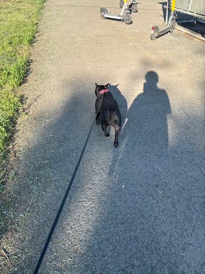 A black French bulldog on a leash is walking away from the camera on a paved path in Kemerovo, Russia. The dog is wearing a red collar. There is a long shadow cast on the path by the dog and another, larger shadow by the person holding the leash. To the left of the path is a grassy area. In the background, there are several electric scooters parked. The scene appears to be outdoors during daylight hours.