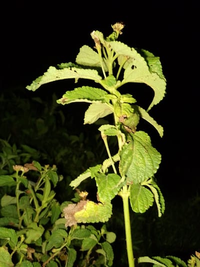 An outdoor, low-light, close-up, eye-level, medium shot captures a vibrant green plant with a thick stem and numerous leaves. The plant is centered in the frame, with its foliage filling the majority of the image. Some leaves are tattered and appear to have been chewed. Tiny, dried flowers are visible at the tips of some stems, and a few other plants with similar leaves and flowers are in the background, out of focus. The background is dark, suggesting it is nighttime or a very shady area. The image was taken in Barikin Gidar Kanat, Nigeria.