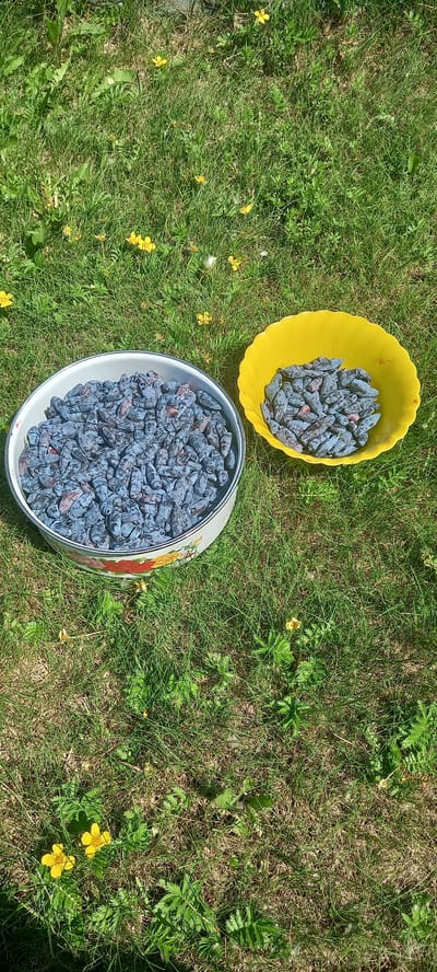 Two bowls filled with dark blue berries are sitting on a patch of grass dotted with small yellow wildflowers. One bowl is a large, white metal basin with a decorative floral rim, filled to the brim with the berries. Beside it, to the right, is a smaller, bright yellow plastic bowl, also containing a quantity of the same berries. The grass is green with some dry patches, and the sunlight suggests it is daytime. There are no people visible in the image.