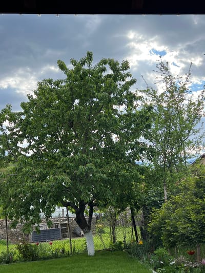 The image shows a lush garden scene in Kornitsa, Bulgaria, viewed from a slightly elevated perspective. The sky is partly cloudy, with some patches of blue visible. A large tree with dense green foliage dominates the center of the frame. The trunk of the tree is painted white, extending to the lower branches. A second, thinner tree is also visible behind and to the right of the primary tree. Beyond the tree, a wire fence separates the garden from what appears to be a stone foundation, possibly part of a building or retaining wall. A metal door or gate is visible within the wall. Green grass covers the ground, and other vegetation, including bushes and flowers, are present. The overall impression is of a well-maintained, verdant garden space in the Bulgarian countryside.
