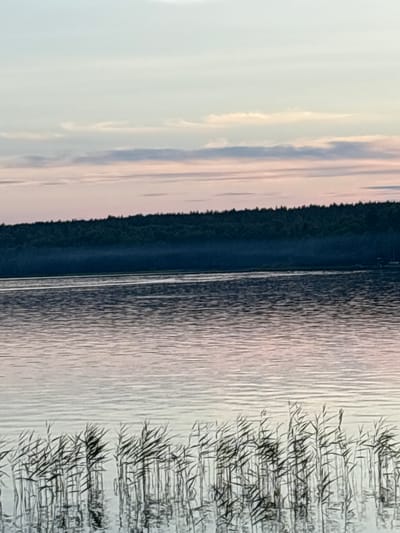 A serene natural landscape is depicted, likely during twilight or dawn, given the soft hues in the sky and water. The scene overlooks a body of water, possibly a lake, with calm ripples reflecting the pastel colors of the sky. In the foreground, tall reeds or grasses emerge from the water, their thin stalks and leaves swaying gently. Beyond the water, a dense line of dark green trees forms a treeline against the horizon, with a faint mist or haze visible just above the water's surface, obscuring the base of the trees. The sky is a gradient of pale blue, transitioning to soft pinks and whites, with subtle cloud formations. The overall impression is one of tranquility and natural beauty. The image is tagged as being in Shuiskaya Chupa, Russia.