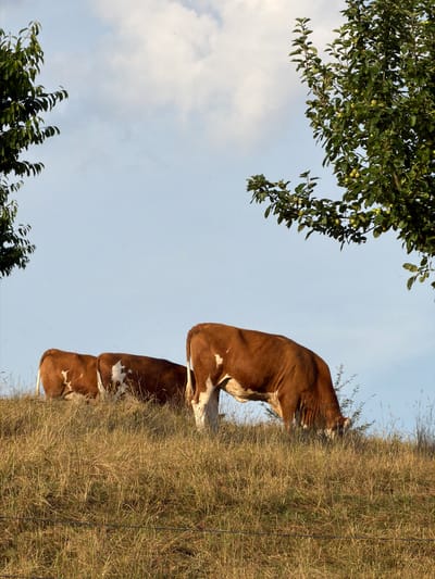 Three cows, two brown and white and one predominantly brown, graze on a dry, grassy hill under a clear blue sky with scattered clouds. The cows are positioned on the crest of the hill, with their heads lowered to eat. One cow is positioned on the right side of the frame, facing towards the right and grazing. Two other cows are positioned to the left of the main cow, also grazing. Their bodies are mostly visible from the rear and side. In the foreground, a wire fence runs horizontally across the lower part of the image, partially obscured by the dry grass. Lush green trees, one on the left and another on the right, frame the scene, with the tree on the right displaying small green fruits. The overall environment is a rural, pastoral setting. The image does not provide specific information about the city of Junglinster, Luxembourg, but depicts a natural landscape consistent with rural areas.