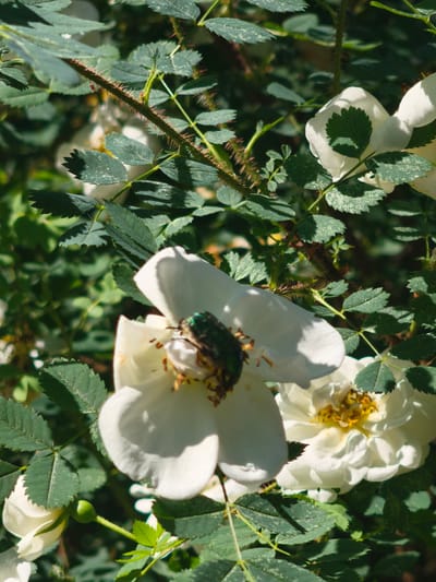 In Zelenaya Roshcha, Russia, a close-up, vertical shot focuses on a cluster of white roses and thorny rose stems, with a metallic green beetle prominently positioned on one of the white rose petals. The beetle's iridescent shell contrasts sharply with the delicate, white petals, and its legs are visible gripping the surface. Surrounding the roses are numerous dark green leaves, some of which exhibit a pale, speckled pattern. The stems are adorned with sharp, reddish-brown thorns. The background is a soft blur of green foliage, suggesting a natural, outdoor setting. Sunlight filters through the leaves, creating dappled shadows across the scene.