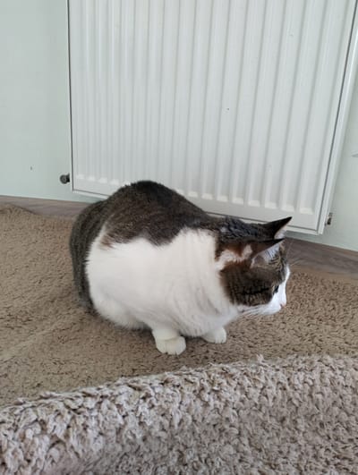 A cat with white and grey/brown fur is sitting on a beige carpet in front of a white radiator. The location is unknown and there is no evidence to suggest this is Krykhivtsi, Ukraine.