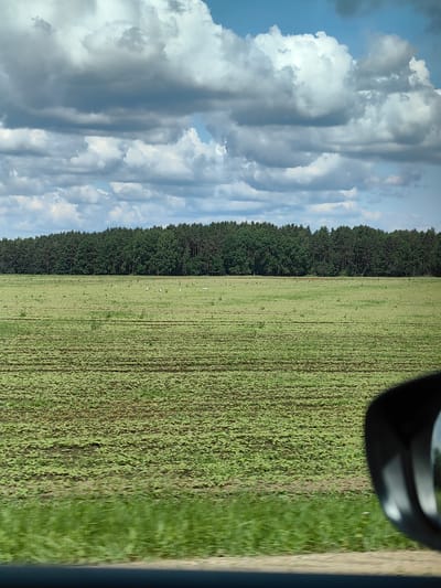 The image shows a wide, green agricultural field under a cloudy sky. A dense line of dark green trees forms the horizon. There are several white birds scattered across the field. In the foreground, a dark, curved object, likely a car's side mirror, is partially visible on the right side. The field appears to be planted with a low-lying crop, with rows of young plants visible. The overall impression is of a rural landscape in Belarus, possibly in or near Крывасельскі сельскі Савет.