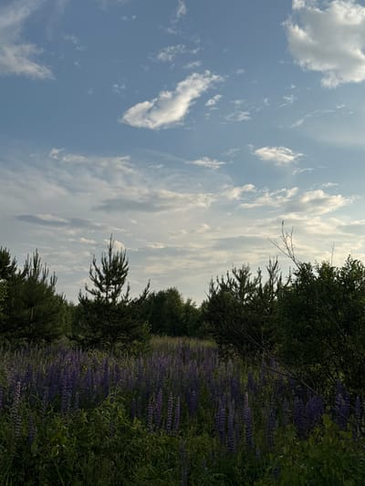 This media file captures a natural scene with a focus on a field of purple lupines and a sky filled with clouds. The image is oriented vertically, suggesting it may have been taken with a phone held in portrait mode.
The primary subjects are the lush green foliage and the vibrant purple lupine flowers that stretch across the middle ground of the image. The flowers are densely packed, creating a striking contrast with the surrounding greenery. In the background, a clear blue sky is adorned with scattered white clouds, some of which appear wispy and others more substantial. The light suggests it is daytime, likely late morning or early afternoon, given the brightness of the sky and the way the light filters through the clouds and illuminates the field.
There are no visible people or man-made objects in the scene, emphasizing a natural and untamed environment. The setting appears to be rural, possibly a meadow or the edge of a forest, with the lupine field suggesting a natural or semi-cultivated area. The overall mood conveyed is one of serenity and natural beauty, with the vivid colors of the flowers and the expansive sky evoking a sense of peace. There is no visible text in the image. The location context provided is Гаревая, Russia, which adds a specific geographic detail to this otherwise general nature scene.