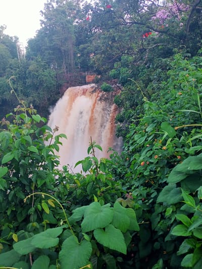 The image depicts a waterfall surrounded by lush vegetation in the Thika Township ward, Kenya. The waterfall cascades with brown-tinted water. In the foreground, a dense collection of green plants and foliage obscures the view. A few small orange flowers are scattered among the greenery. In the background, additional trees and greenery surround the waterfall, with a glimpse of a bridge or structure above the falls. Above the falls are powerlines.