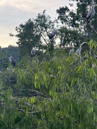 The image shows a flock of Asian openbill storks perched on the branches of a dense green tree, likely in the city of Yên Sơn Ward, Vietnam. The birds are predominantly grey with black wingtips and white undersides. Some are standing upright on branches, while others are hunched over. The foliage of the tree is thick and green, with some branches visible. The sky above is overcast with a light grey hue. The scene appears to be a natural habitat, possibly a nesting or roosting site for the storks.