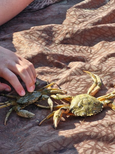 A child's hand is shown reaching towards two crabs on a brown, textured fabric spread on what appears to be a beach. The fabric has a diamond-shaped pattern and is speckled with sand. One crab, closer to the foreground, is larger and appears to be a greenish-brown color. The other crab, to the left and partially obscured by the hand, is smaller and also appears to be greenish-brown. The scene suggests an outdoor activity, likely near the sea, given the presence of crabs and sand. The lighting indicates it is daytime, with sunlight casting shadows on the fabric. The location is the city of Sveti Vlas, Bulgaria.