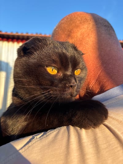 A close-up shot shows a black Scottish Fold cat being held by a person, likely its owner, outdoors on a sunny day. The cat's head is turned to the right, with its bright yellow eyes looking into the distance. The cat's folded ears are visible, characteristic of its breed. The person's bare, sun-tanned shoulder and the back of their head are in the background, with a shadow cast across their head. The cat is resting on the person's shoulder, with its paw visible. In the far background, a building with a red-tiled roof and white siding is visible under a clear blue sky. The scene appears to be a residential area, possibly in the village of Dunilovo, Russia, given the architectural style of the building and the presence of an outdoor setting. The lighting suggests it is either early morning or late afternoon, with the warm sunlight highlighting the cat's fur and the person's skin.