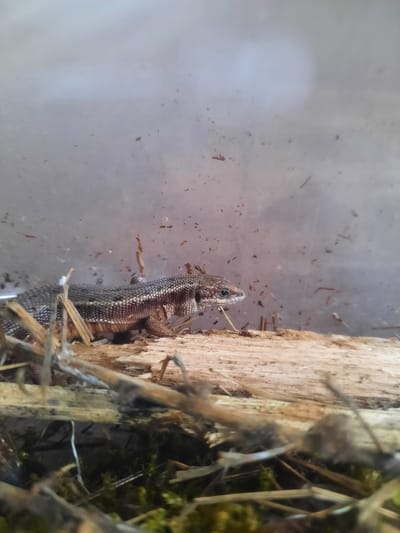 A lizard, potentially a sand lizard based on its scale pattern, is positioned next to a piece of weathered wood. The lizard is oriented vertically, with its head directed towards the top of the frame. The background appears to be an opaque surface, possibly glass or plastic, with debris scattered across it. The wood is light in color and textured. The surrounding environment consists of decaying organic matter, including small twigs and potentially moss, indicative of a woodland or natural setting. While it is impossible to confirm the location as Krasnogorskoye, Russia without additional context, the environment is consistent with landscapes in that region.