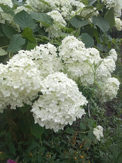 The image depicts a cluster of white hydrangeas in bloom, with large, globular flower heads. The flowers are densely packed with numerous small, individual florets, creating a textured appearance. Dark green leaves are interspersed with the white flowers, providing a contrast in color and shape. The background consists of more foliage and a hint of what appears to be dark soil or ground cover. The scene is outdoors and appears to be in a garden setting. There are no people visible in the image. The lighting suggests it is daytime. This image was captured in Altai, Kazakhstan.