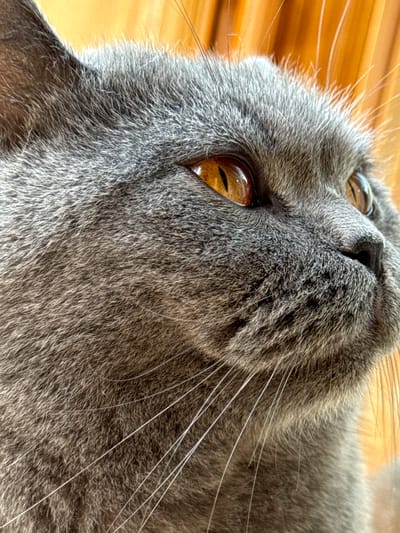 The image is a close-up, low-angle shot of a grey cat's face, with its eyes focused to the right. The cat has striking amber-colored eyes with vertical pupils, and its fur appears dense and short. The background is a warm, out-of-focus orange, suggesting wooden planks or a similar textured surface. There are no people, other animals, or recognizable city landmarks in the image, and therefore, no specific location within Targovishte, Bulgaria can be identified. The scene is static and focused solely on the cat's facial features.
