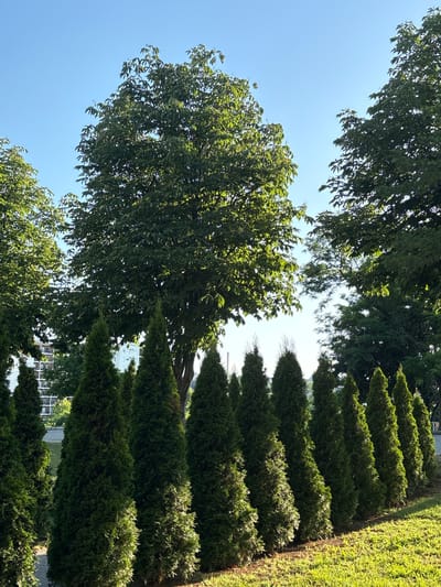 The image depicts a row of tall, conical evergreen trees, likely arborvitae, planted in a curved line on a grassy embankment. Behind them, a large deciduous tree with lush green foliage dominates the central background. In the far background, several modern, multi-story buildings with white facades are visible, suggesting an urban or suburban setting. The sky is a clear, bright blue. The lighting indicates it is daytime, possibly morning or afternoon, with the sun casting shadows and illuminating the grass. The scene appears to be a park or landscaped area within the city of Kragujevac, Serbia, given the architecture and the presence of manicured greenery. No people are present in the image.