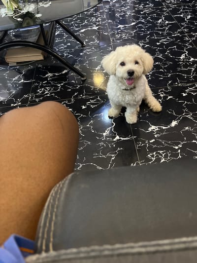 A small, white, fluffy dog is seated on a black and white marble floor, looking up at the camera. The dog has a pink tongue sticking out and appears to be happy. In the foreground, a person's leg is visible, with a blue strap also in view. To the left of the dog, a black table with thin legs is partially visible. The floor has a high-gloss finish, reflecting light. The location is not specified in Takau, Nigeria.