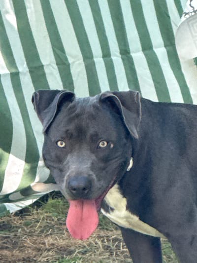 A dark gray dog with a white chest patch is panting with its tongue out, looking directly at the camera. The dog is in the foreground, positioned slightly off-center to the left, with its head and upper body filling most of the frame. Behind the dog, a green and white striped fabric is visible, which appears to be a tent or canopy. The ground beneath the dog is covered with dry grass and dirt. The image was taken outdoors, likely in a natural or park-like setting. No specific location within Zornitsa, Bulgaria, can be identified from the visual information provided in the image.