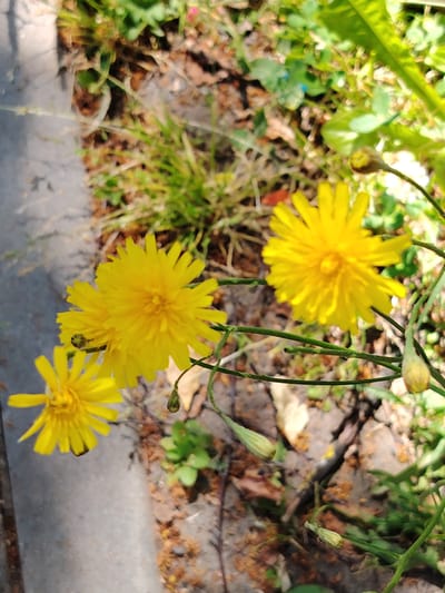 The image shows a cluster of yellow flowers blooming outdoors. The flowers have numerous thin, ray-like petals radiating from a central disk. Some of the flowers are fully open, while others appear to be buds. They are growing on thin green stems with some leafy green foliage in the background. The ground beneath the flowers appears to be a mix of soil, dry leaves, and grass. A gray concrete edge is visible in the lower left portion of the image, suggesting an urban or semi-urban environment. There are no people or animals visible. The scene is consistent with a natural setting within the city of Dolgoprudny, Russia, likely in a park, garden, or roadside area.