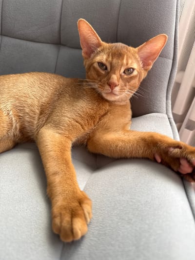 A close-up, eye-level shot shows a ginger cat lying on a gray, quilted chair in Stary Oskol, Russia. The cat is positioned diagonally across the frame, with its head on the right and its body extending to the left. Its fur is short and a warm ginger color, with subtle tabby markings visible. The cat's ears are large and pointed, and its eyes are a light green-brown color, looking directly at the camera with a calm expression. One of its front paws is extended forward, resting on the chair, while the other is tucked underneath its body. The background consists of the gray chair and a sheer white curtain on the far right, with subtle light filtering through. The lighting is soft and natural, creating gentle shadows.