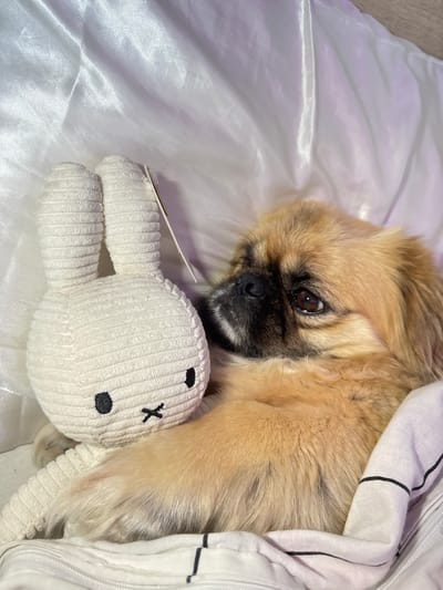 In Kostinbrod, Bulgaria, a small, light brown dog with dark markings on its face is lying down on a white, satin-like fabric. The dog is nestled next to a white, corduroy stuffed bunny with black button eyes and a black stitched mouth. The dog is looking off to the left side of the frame. The environment appears to be a bed with white bedding that has thin black stripes.