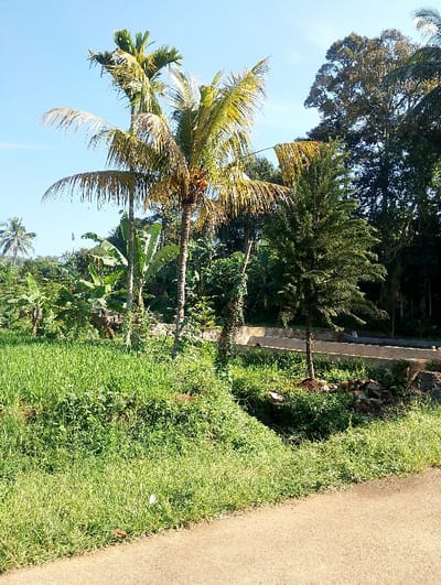 This image depicts a rural or semi-rural environment located in Sukajaya, Indonesia, under a clear, light blue sky. In the lower right quadrant, a paved asphalt road extends diagonally from left to right. To the immediate left of the road, a grassy verge slopes upward, transitioning into an area of dense, green tropical vegetation.
The mid-ground features several prominent trees: a coconut palm with visible coconuts and a taller areca palm are positioned towards the left-center. Several large-leafed banana plants are interspersed among the foliage. To the right of the palms, a distinct conifer-like tree stands. Between the grassy verge and a more distant structure, a narrow, overgrown ditch is visible. Further back, a low, linear concrete structure, consistent with an irrigation channel or retaining wall, spans horizontally across the scene. The background consists of a dense canopy of various mature trees. No individuals, animals, vehicles, or specific human actions or interactions are present in the depicted scene. The environment is illuminated by direct, natural daylight.