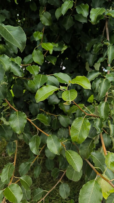 The image shows a close-up view of the branches and leaves of a tree. The leaves are green and oval-shaped, with serrated edges. Some leaves appear slightly damaged or curled. The branches are thin and brown. In the background, out of focus, there is a patch of green grass. The lighting suggests it is daytime. There are no people or animals visible in the image. The scene is a natural outdoor environment. The location is not specified in the image, but if it were in Turgoyak, Russia, it would be a common sight in parks or gardens during the warmer months.
