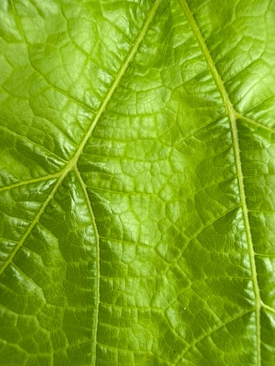 The image is a close-up, macro photograph of a vibrant green leaf. The leaf exhibits a prominent network of veins, with a central, thicker vein running vertically down the right side of the image. Branching off from this central vein are several thinner veins, creating an intricate pattern across the leaf's surface. The texture of the leaf is slightly wrinkled and bumpy, with a glossy sheen that reflects light. The color is a rich, saturated green, indicative of a healthy plant. The image is devoid of any human presence, buildings, or specific urban elements, making it impossible to determine a location within Užliekniai, Lithuania, or any other city. The scene is purely a naturalistic study of a leaf's surface.