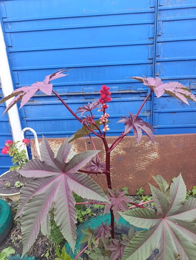 In Radishchevo, Russia, a castor oil plant with striking palmate leaves, some a deep burgundy and others a greyish-green with reddish veins, stands before a weathered blue corrugated metal wall. The plant features a spike of red flowers and smaller pale buds. To the left, a pot contains blooming pink geraniums and a white metal chair leg. The ground is a mix of soil, gravel, and discarded green and teal painted tires. A rusted metal sheet leans against the blue wall behind the plant. The scene suggests a slightly untidy but vibrant outdoor space, possibly a backyard or garden area.