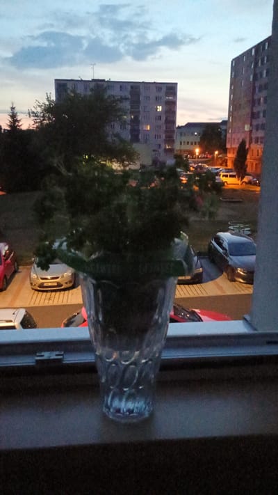 The image shows a view from a window in Sokolov, Czechia, overlooking a residential area at dusk. In the foreground, on a windowsill, sits a clear glass vase with a green lid, containing a dark green plant. Behind the vase, a parking lot is visible, filled with several parked cars, including a silver hatchback in the middle ground. Beyond the parking lot, two multi-story apartment buildings dominate the background, their windows lit. The sky above is cloudy with hues of blue and gray, suggesting the transition from day to night.
