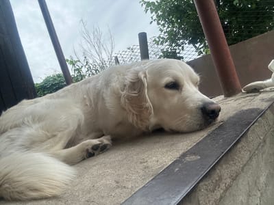 The image shows a close-up, sideways view of a light-colored dog, likely a Golden Retriever, lying down. The dog's head is resting on a concrete surface, partially covered by a dark, metallic object that runs diagonally across the upper portion of the frame. The dog's fur is fluffy and appears clean. One of its paws is visible, showing dark paw pads.

Behind the dog, a metal fence is visible, with green foliage and branches extending upwards and to the sides. The sky above is overcast, suggesting cloudy weather. The scene appears to be outdoors, possibly in a yard or garden area, given the presence of the fence and greenery.

The overall lighting suggests it is daytime, though the cloudy conditions create a diffused light. The dog's relaxed posture and closed or partially closed eyes might indicate it is resting or sleeping, conveying a sense of peace.

There is no visible text in the image. The location context provided is Voronezh, Russia.