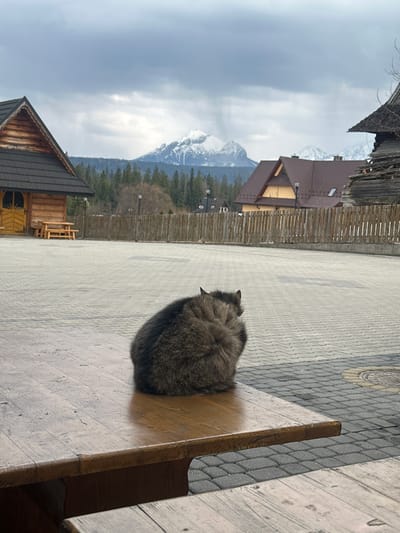 An outdoor scene in Murzasichle, Poland, is captured under an overcast sky. In the immediate foreground, a dark grey, fluffy domestic cat is positioned on a rustic wooden table, facing away from the viewer and slightly to the right, with its ears visible. The midground consists of a large, empty paved area constructed from grey paver blocks. To the left, a traditional Goral-style wooden building with a dark shingled roof, light wooden walls, and prominent yellow double doors stands beside a matching wooden picnic table and benches. A tall wooden plank fence extends horizontally across the midground, separating the paved area from a dense line of evergreen trees. Partially visible on the far right is a weathered wooden structure with a dark, textured roof. In the background, majestic snow-capped mountains rise above the treeline, characteristic of the Tatra range, under a light grey, cloudy sky. No human figures are present.