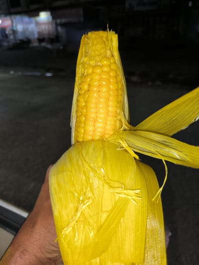 The image shows a close-up of a cooked ear of corn, held by a person's hand. The corn is bright yellow and appears to be slightly wet or oiled, with some of the husks still attached and fanned out. The background is dark and out of focus, with hints of streetlights and possibly buildings, suggesting an outdoor urban setting at night. No specific details about Tingkeummanyang, Indonesia, can be inferred from the image itself.