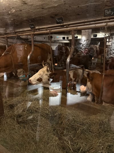 A cowshed, viewed from behind a glass wall, houses several brown and white cows confined in stalls. Hay is piled high along the right side of the frame. Chalkboard name tags reading "Betty," "Roja," and "Nadre" are visible on the wall. The metal structures of the stalls and feeding troughs are prominently featured. There are reflections off the glass surface showing a person looking at the animals. The background is dim and partially obscured.