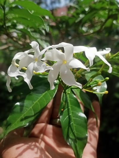 A hand is holding a sprig of white, star-shaped flowers with green leaves in Teupinjok, Indonesia. Some buds are also visible. The background is blurred, showing more greenery and a hint of blue sky.