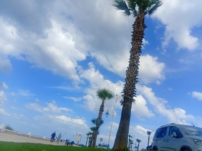 The image depicts a scene on a promenade in Martil, Morocco, characterized by a row of palm trees against a backdrop of a blue sky dotted with white, puffy clouds. In the foreground, there is green grass, and to the right, a silver car is partially visible. In the distance, people can be seen strolling along the promenade, and street lamps are interspersed amongst the palm trees. The scene is captured in daylight.
